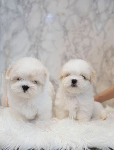 테오 & 루카 (Theo & Luca)