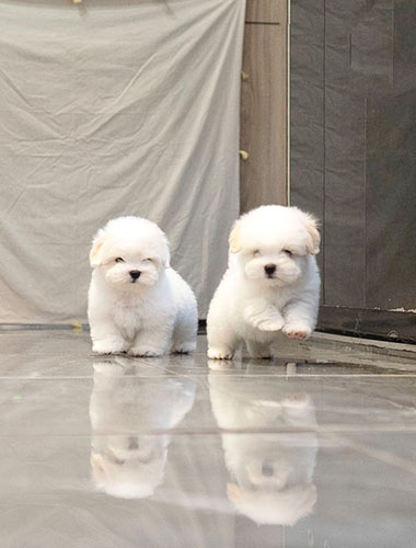 테오 & 루카 (Theo & Luca)