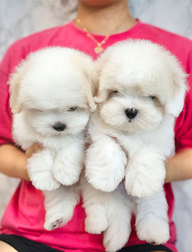 테오 & 루카 (Theo & Luca)