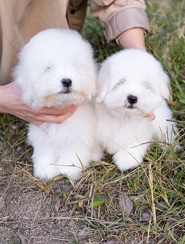엘사 & 안나 (elsa & anna)