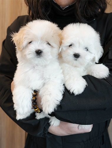 메리&크리 (merry&cri)