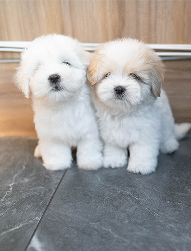 메리&크리 (merry&cri)