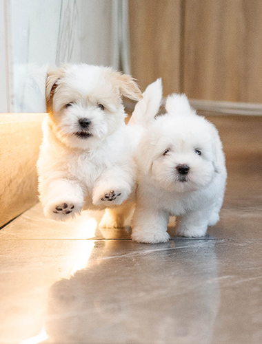 메리&크리 (merry&cri)