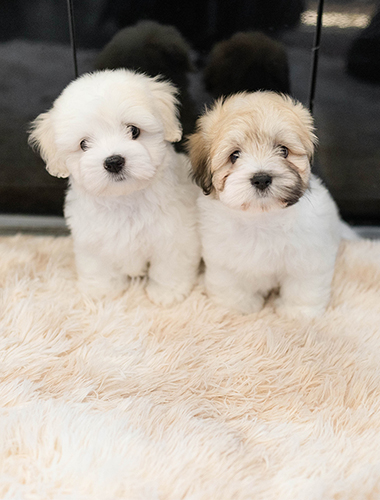 사자&아랑이  (Saja&Arang)