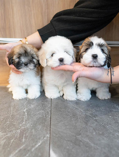 앵두&체리&자두 (aengdu&cherry&jadu)