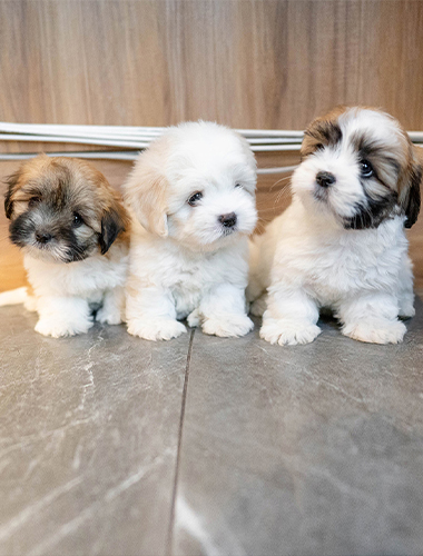 앵두&체리&자두 (aengdu&cherry&jadu)