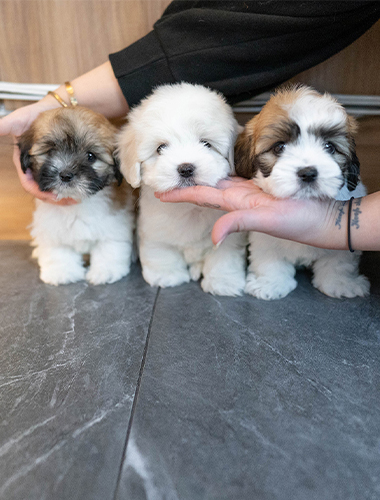 앵두&체리&자두 (aengdu&cherry&jadu)