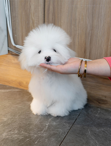 몰랑이 (mollang-i)