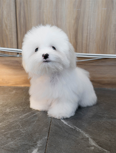 몰랑이 (mollang-i)