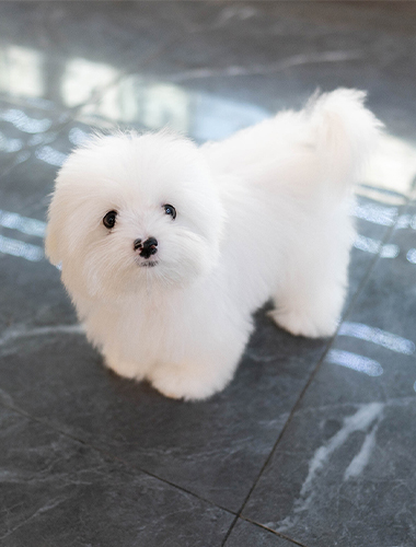 몰랑이 (mollang-i)