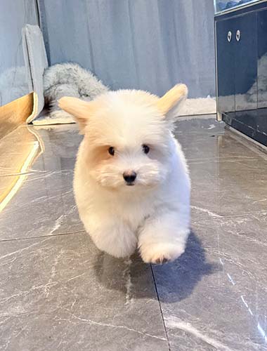 콩이（Kong－i）