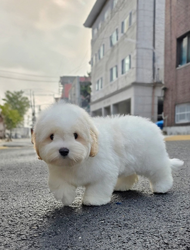 루루(Ruru)