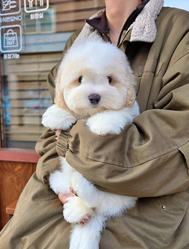 루루(Ruru)