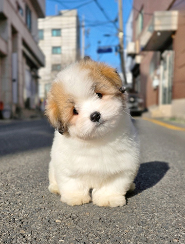 코코 (Coco)