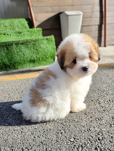 코코 (Coco)