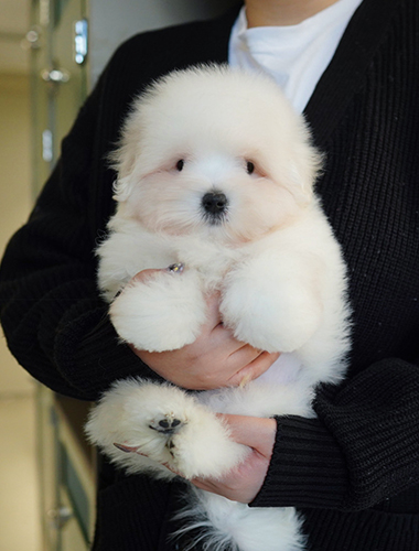 푸 (Pooh)