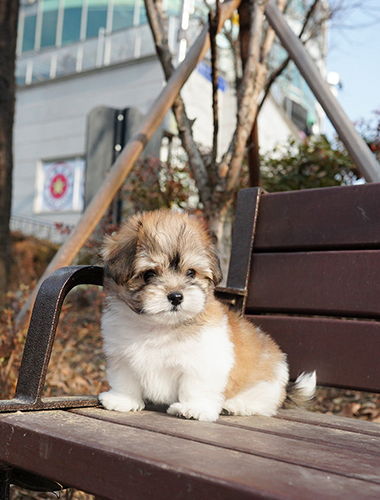 데이지 (Daisy)