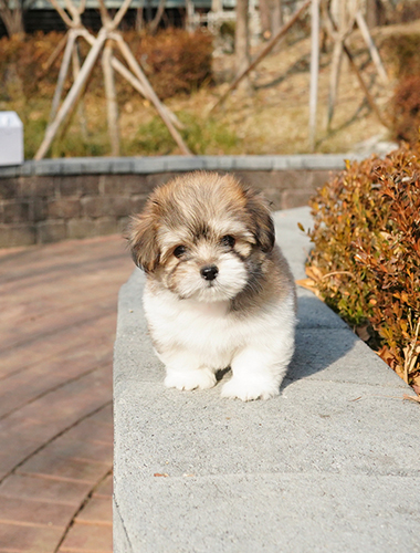 데이지 (Daisy)