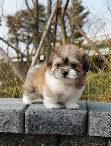 데이지 (Daisy)