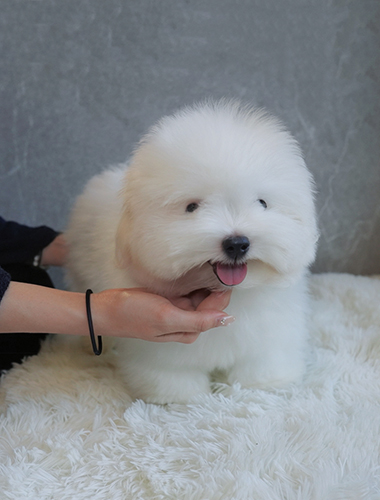 랑이 (Rang-i)