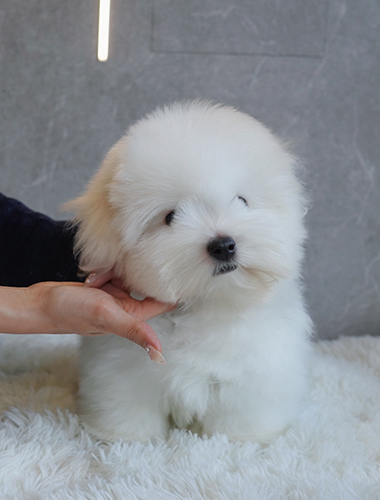 랑이 (Rang-i)