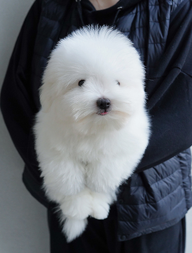 랑이 (Rang-i)