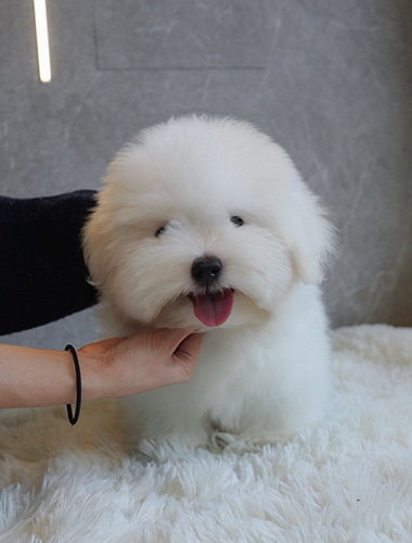랑이 (Rang-i)