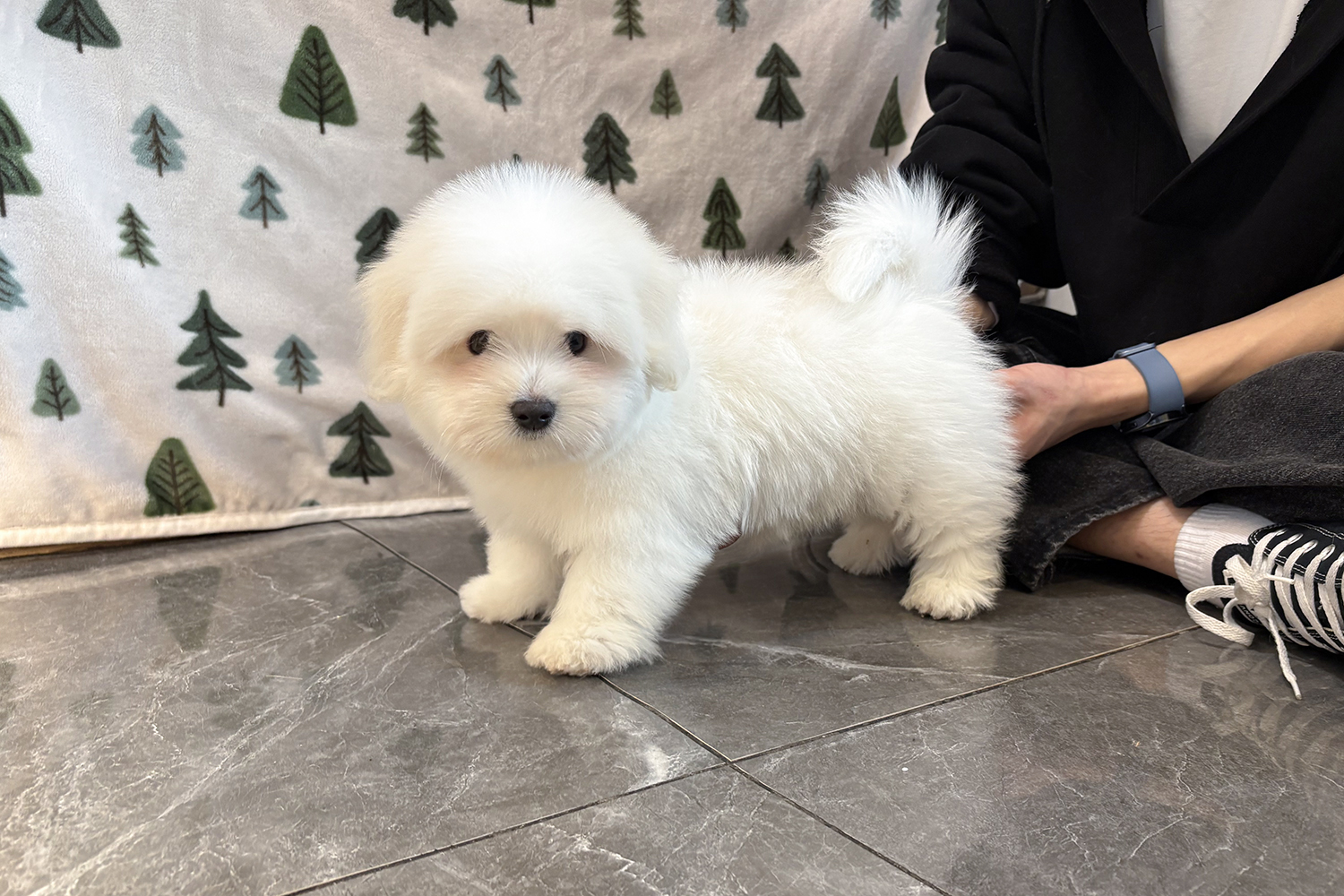 모찌 (Mozzi)