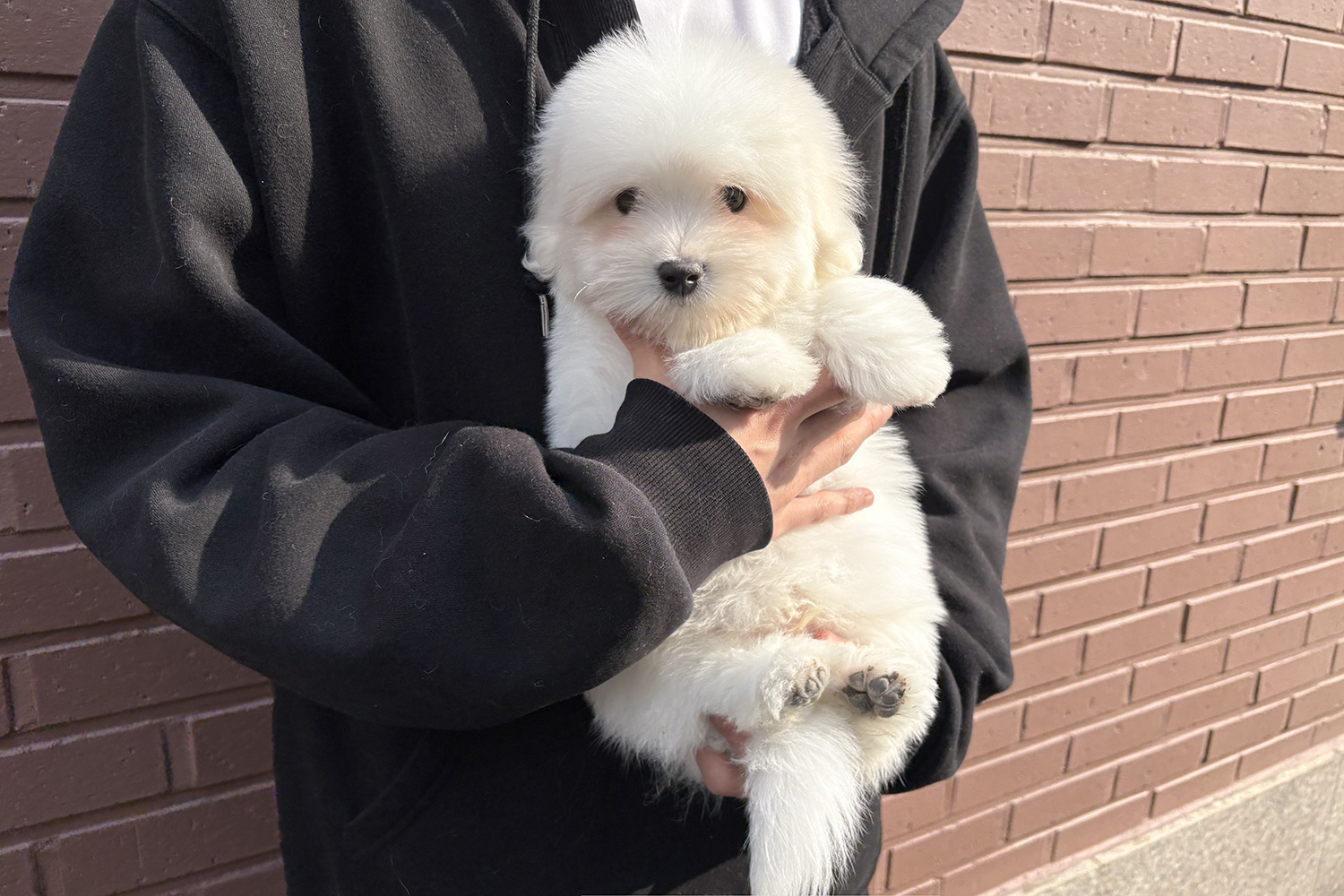 모찌 (Mozzi)