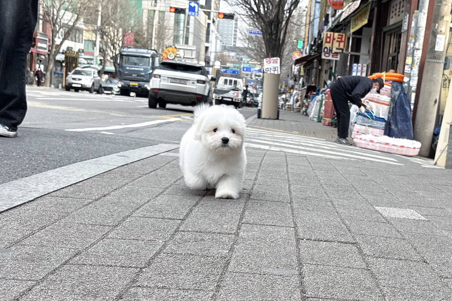 모찌 (Mozzi)