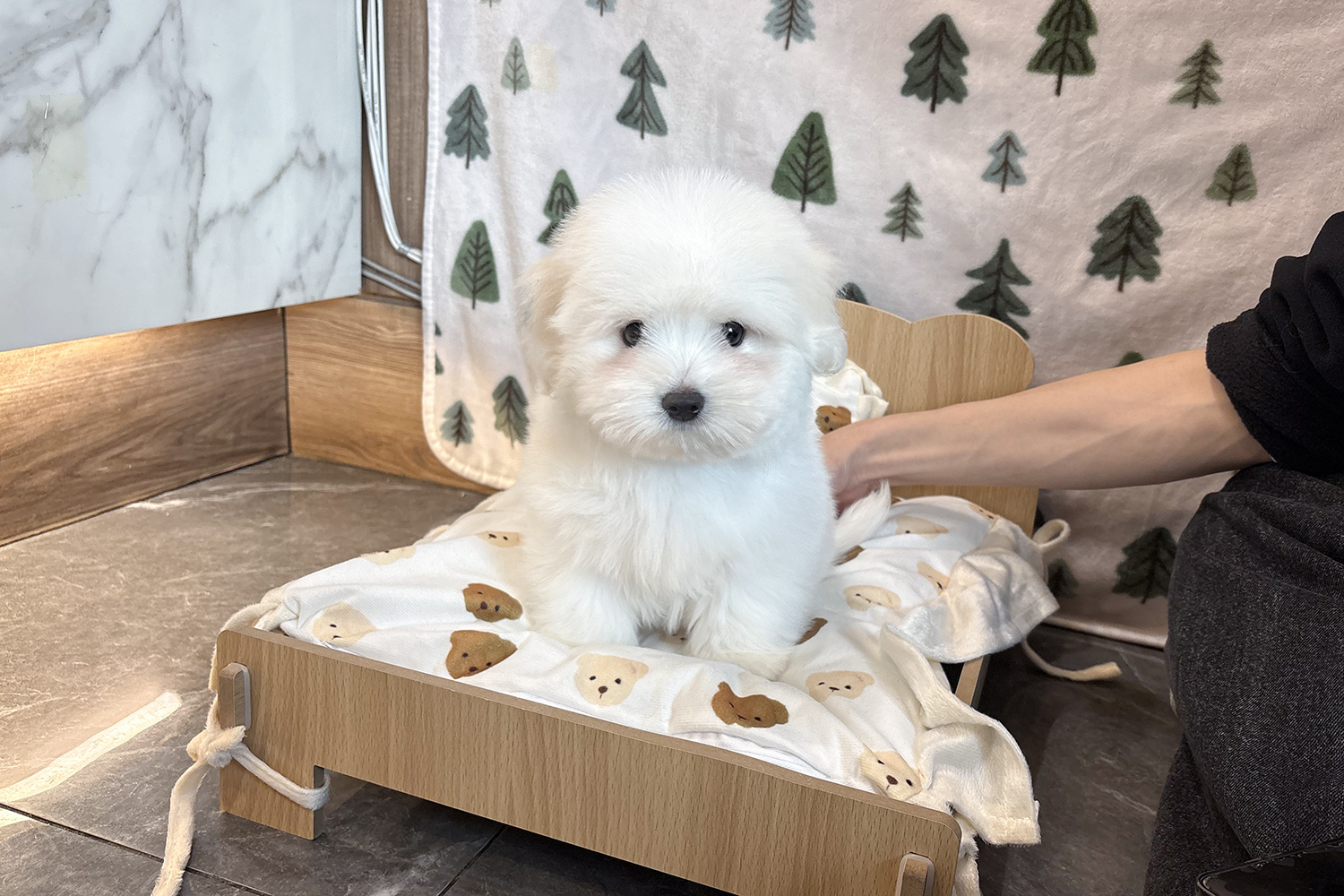 모찌 (Mozzi)