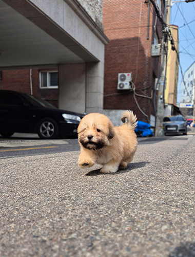 하루 (Haru)