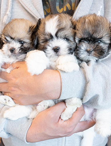 삼둥이 (samdung-i)