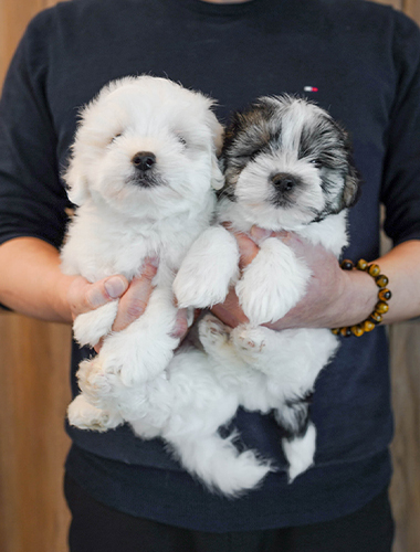 솔트&페퍼 (salt&pepper)