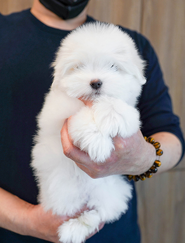 송이 (song-i)