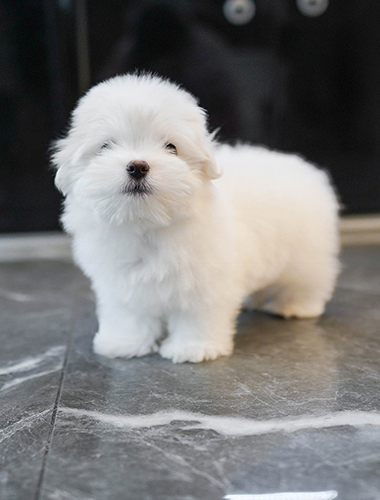 송이 (song-i)