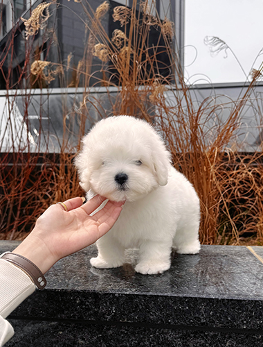 두부 (Dobu)