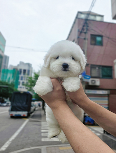 도디(Dodi)