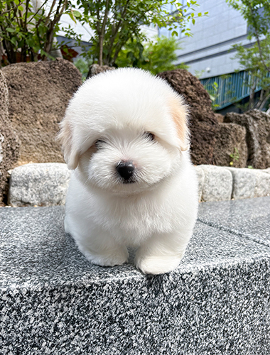 벨라(Bella)