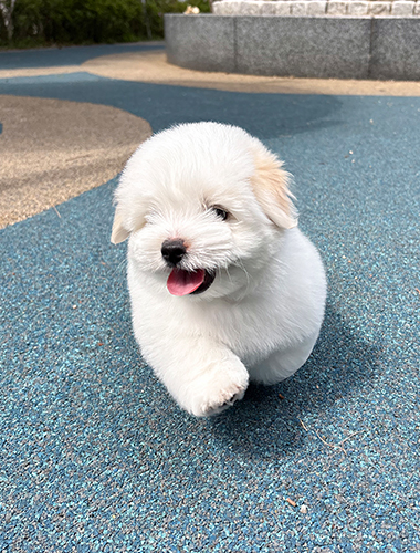 벨라(Bella)