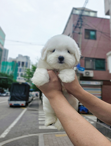 루아 (Rua)