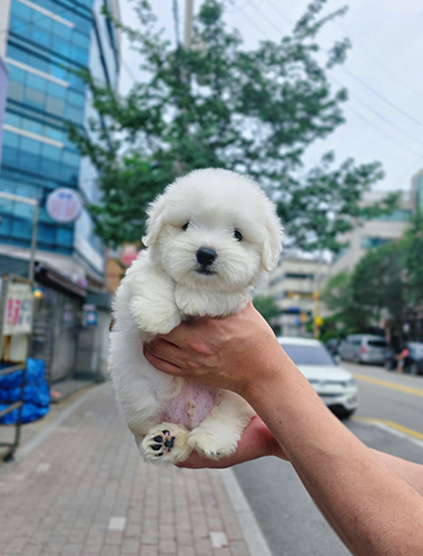 루아 (Rua)