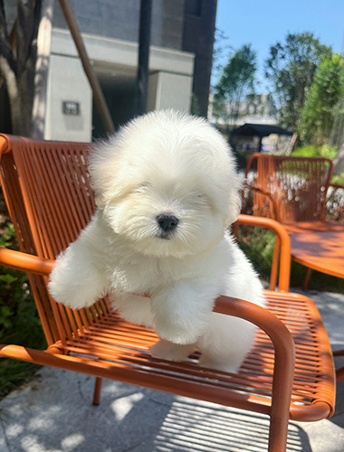 티미 (Timmy)