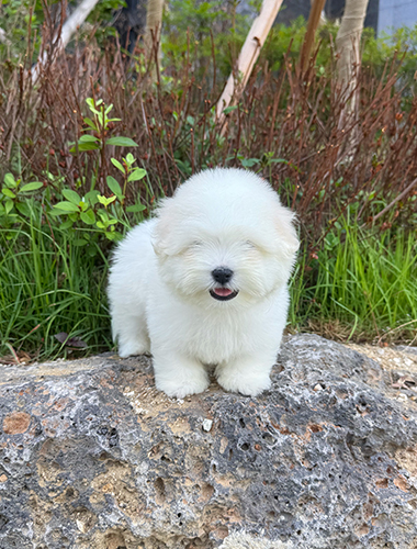 티미 (Timmy)