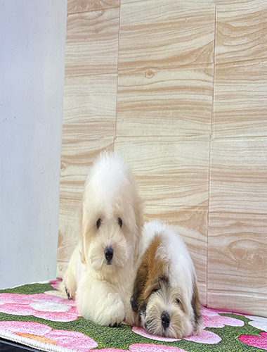 로키(Rocky)