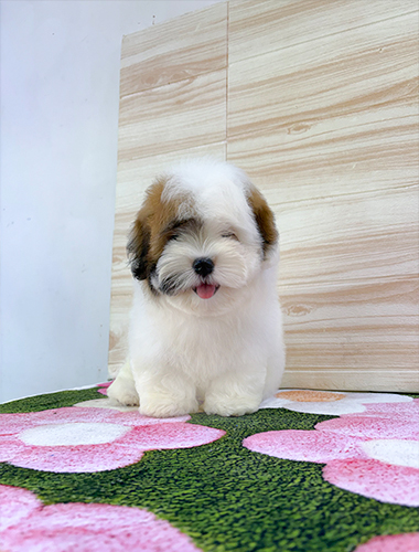 로키(Rocky)