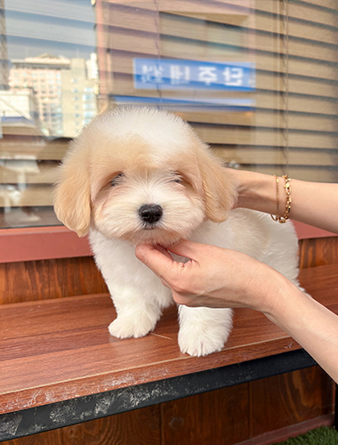 베리(Berry)