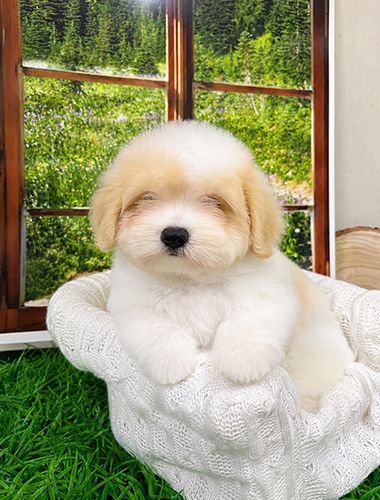 베리(Berry)