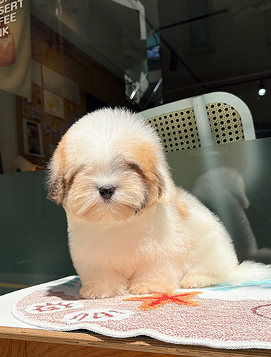 해피(Happy)