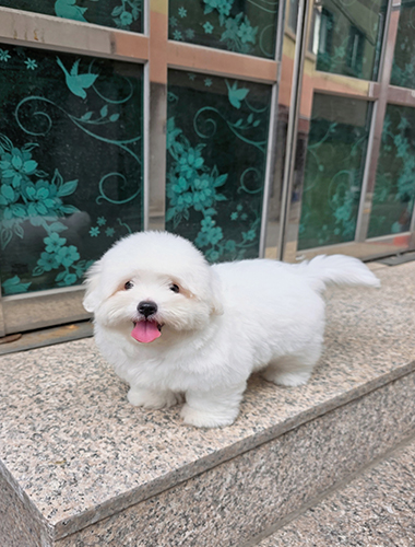 로랑(Rorang)